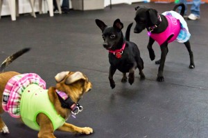 Dogs play at school